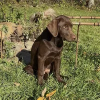 Leto, a male Labrador Retriever for sale in Spencer, MA – 8 of 10
