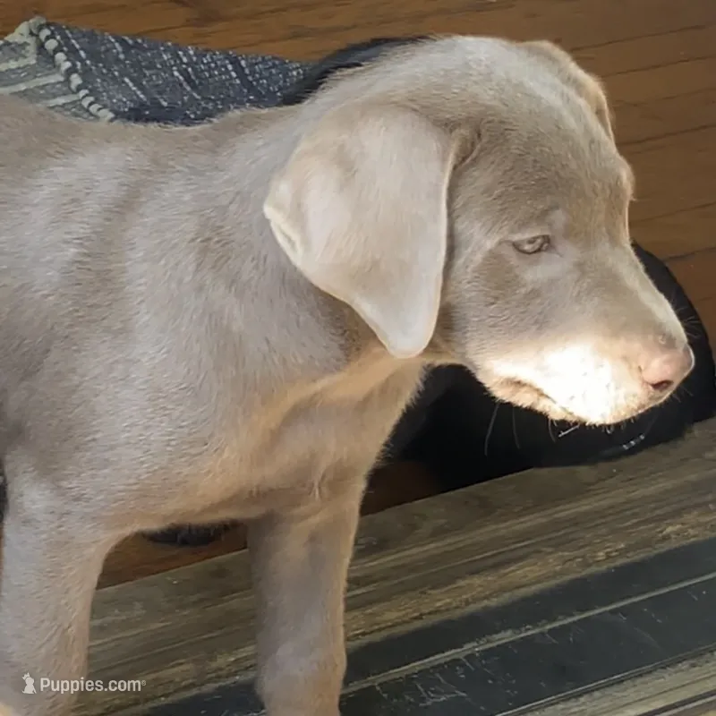 Irulan – Labrador Retriever puppy for sale in Spencer, MA