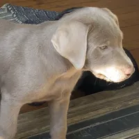 Irulan, a female Labrador Retriever for sale in Spencer, MA – 5 of 10