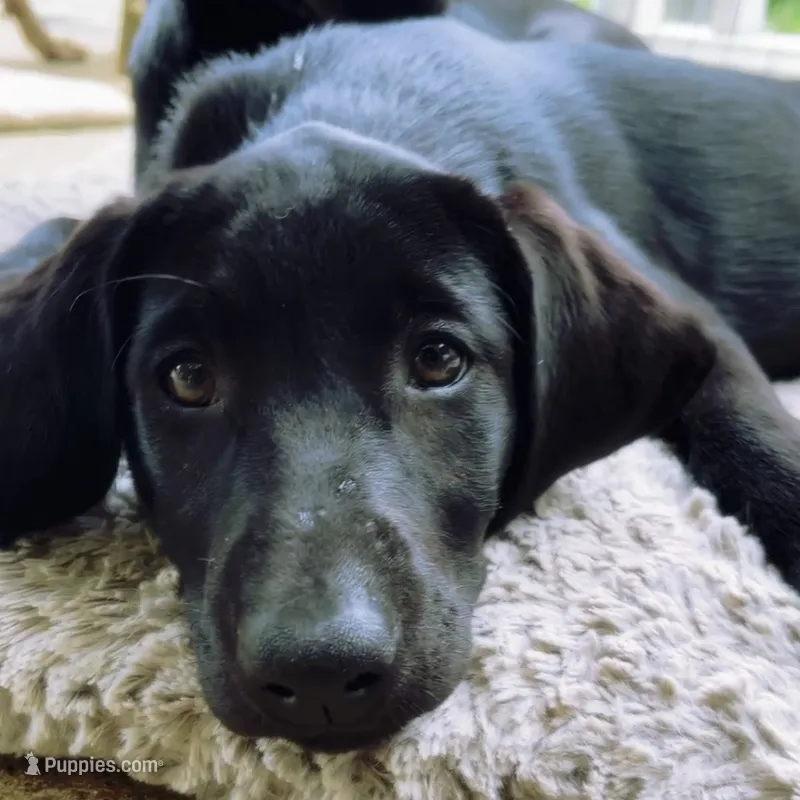 Lucilla – Labrador Retriever puppy for sale in Spencer, MA