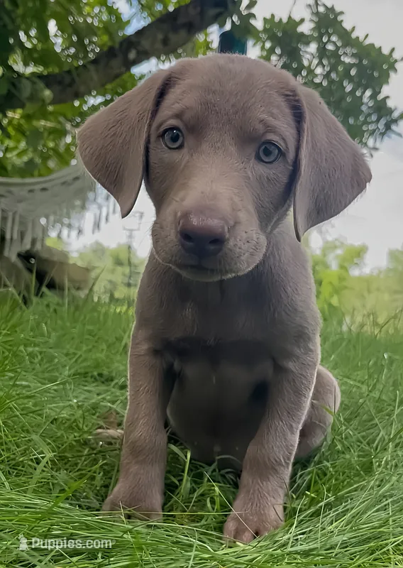Sheeana – Labrador Retriever puppy for sale in Spencer, MA