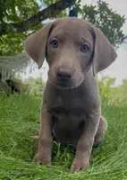Sheeana, a female Labrador Retriever for sale in Spencer, MA – 1 of 10