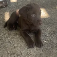 Chani, a female Labrador Retriever for sale in Spencer, MA – 5 of 10