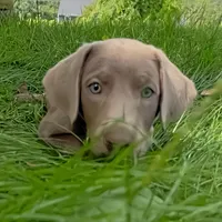 Sheeana, a female Labrador Retriever for sale in Spencer, MA – 6 of 10