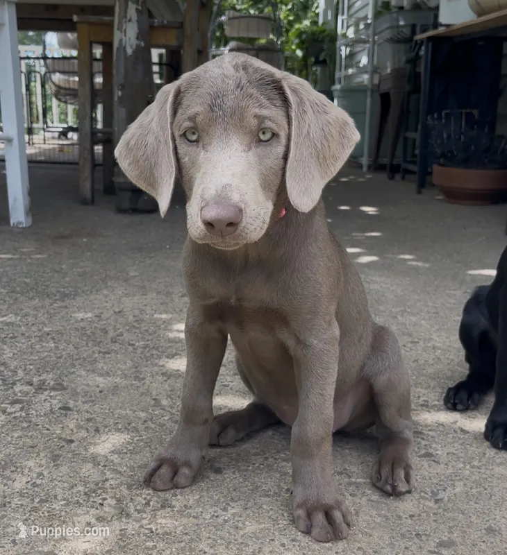 Irulan – Labrador Retriever puppy for sale in Spencer, MA