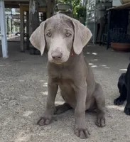 Irulan, a female Labrador Retriever for sale in Spencer, MA – 3 of 10