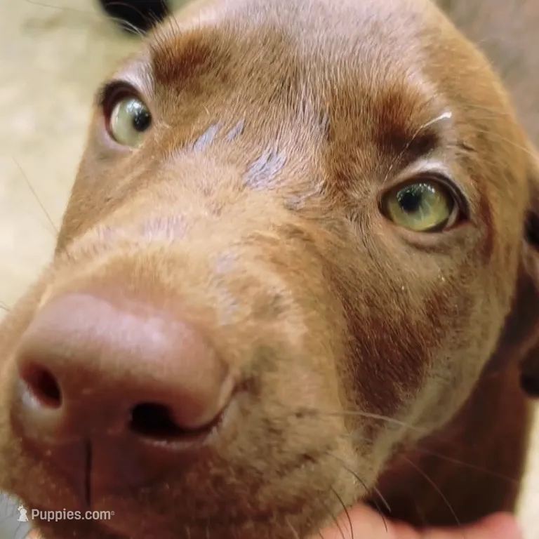 Leto – Labrador Retriever puppy for sale in Spencer, MA