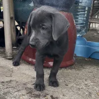 Alia, a female Labrador Retriever for sale in Spencer, MA – 10 of 10