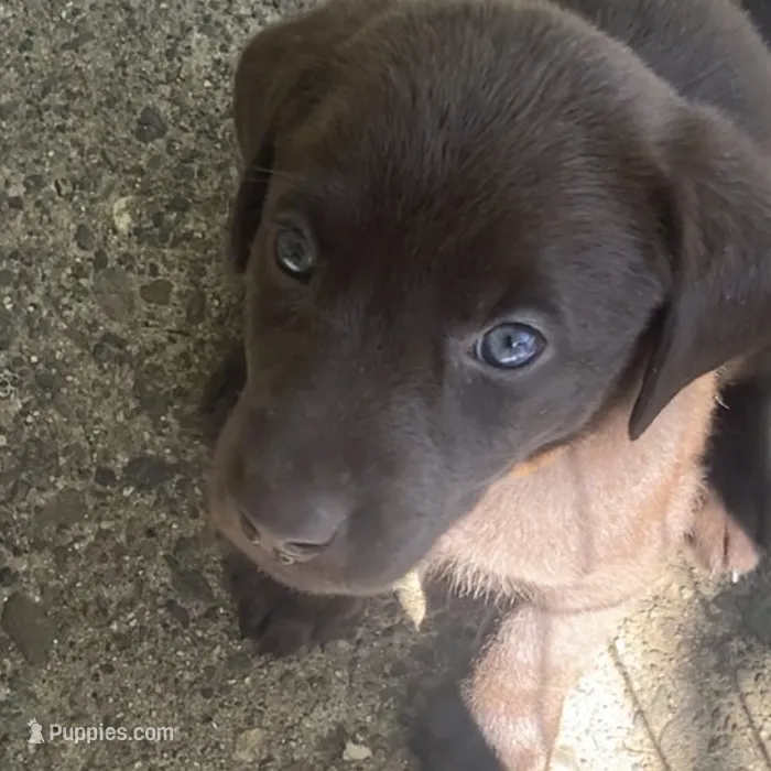 Chani – Labrador Retriever puppy for sale in Spencer, MA