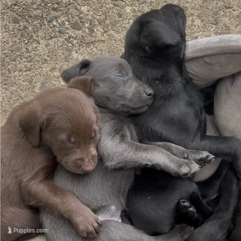 Lucilla – Labrador Retriever puppy for sale in Spencer, MA