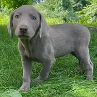 Sheeana, a female Labrador Retriever for sale in Spencer, MA – 10 of 10