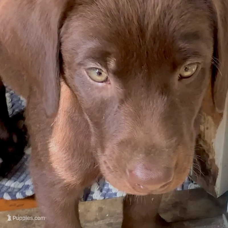 Leto – Labrador Retriever puppy for sale in Spencer, MA