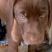 Leto, a male Labrador Retriever for sale in Spencer, MA – 2 of 10