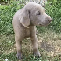 Sheeana, a female Labrador Retriever for sale in Spencer, MA – 1 of 10