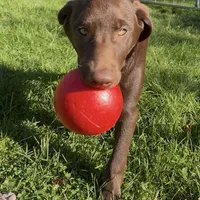 Leto, a male Labrador Retriever for sale in Spencer, MA – 6 of 10