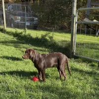 Leto, a male Labrador Retriever for sale in Spencer, MA – 5 of 10