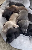 Sheeana, a female Labrador Retriever for sale in Spencer, MA – 6 of 10