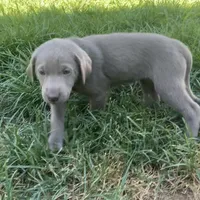 Sheeana, a female Labrador Retriever for sale in Spencer, MA – 10 of 10