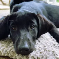 Mohiam, a female Labrador Retriever for sale in Spencer, MA – 4 of 10