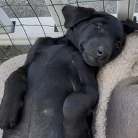 Mohiam, a female Labrador Retriever for sale in Spencer, MA – 5 of 10