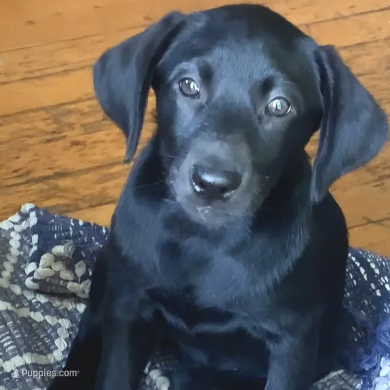 Nayla – Labrador Retriever puppy for sale in Spencer, MA