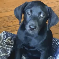 Nayla, a female Labrador Retriever for sale in Spencer, MA – 2 of 10