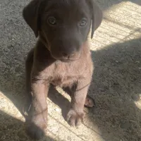 Chani, a female Labrador Retriever for sale in Spencer, MA – 8 of 10