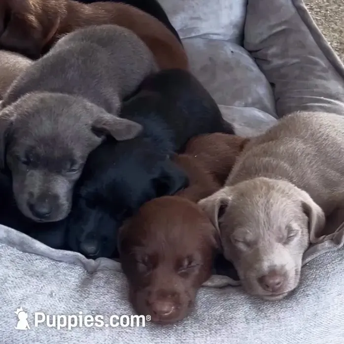 Mohiam, a female Labrador Retriever for sale in Spencer, MA – 8 of 10