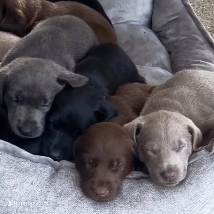 Mohiam – Labrador Retriever puppy for sale in Spencer, MA