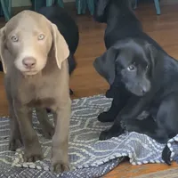 Irulan, a female Labrador Retriever for sale in Spencer, MA – 6 of 10