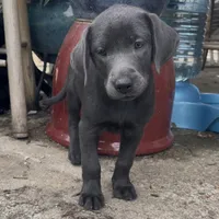 Alia, a female Labrador Retriever for sale in Spencer, MA – 2 of 10