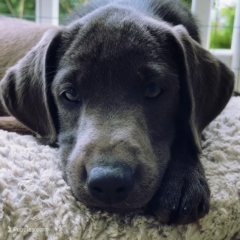 Nayla – Labrador Retriever puppy for sale in Spencer, MA