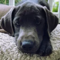 Nayla, a female Labrador Retriever for sale in Spencer, MA – 1 of 10