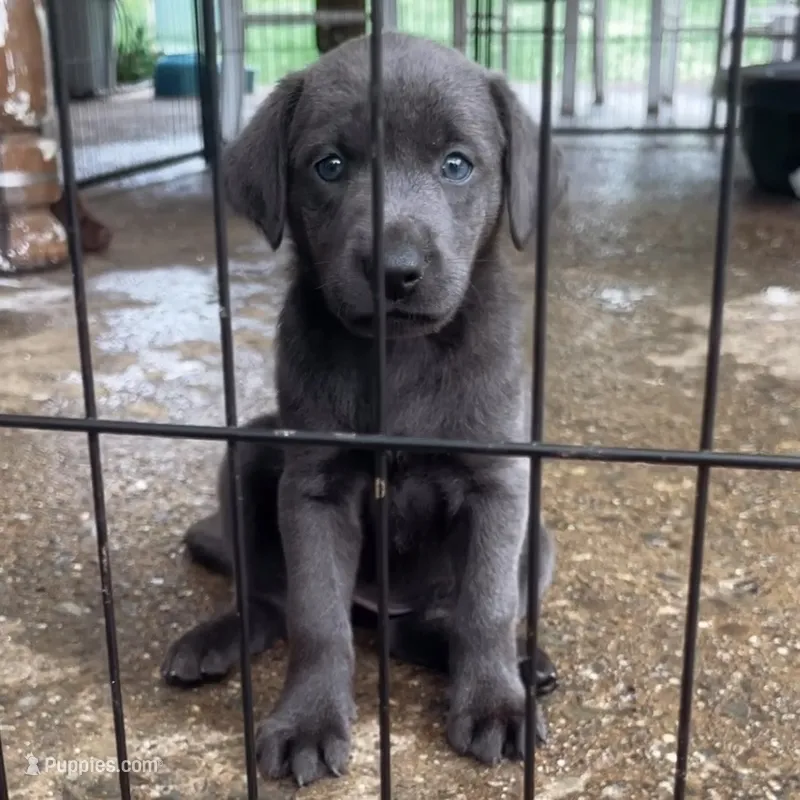 Alia – Labrador Retriever puppy for sale in Spencer, MA