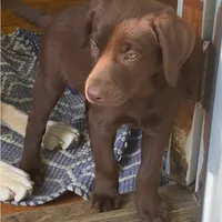 Leto, a male Labrador Retriever for sale in Spencer, MA – 5 of 10