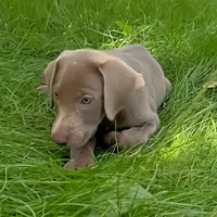 Sheeana, a female Labrador Retriever for sale in Spencer, MA – 3 of 10