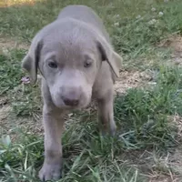 Sheeana, a female Labrador Retriever for sale in Spencer, MA – 9 of 10