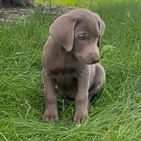 Sheeana, a female Labrador Retriever for sale in Spencer, MA – 9 of 10