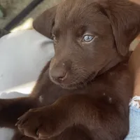 Chani, a female Labrador Retriever for sale in Spencer, MA – 3 of 10