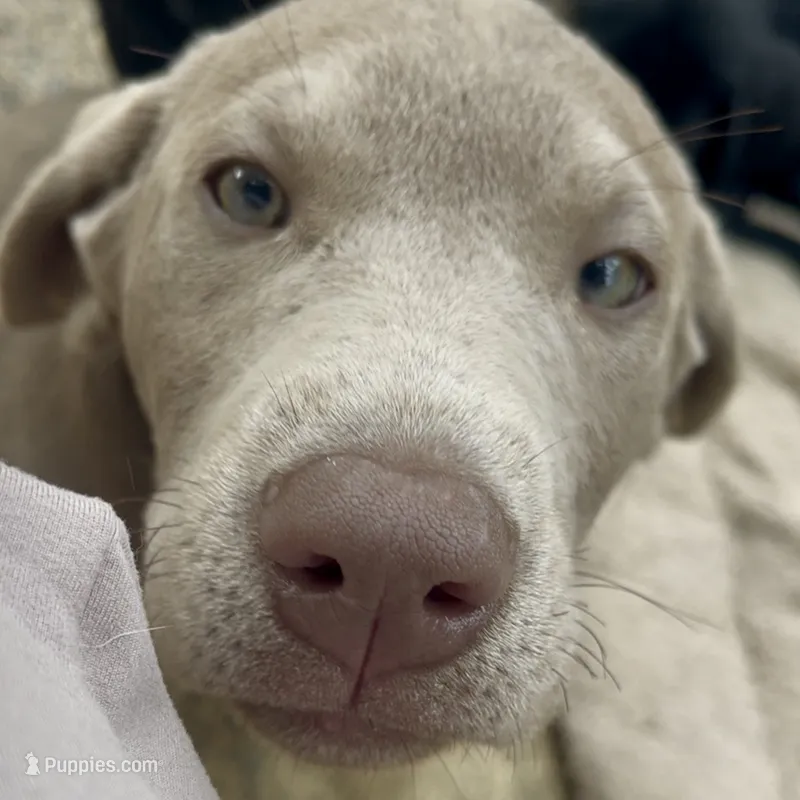 Irulan – Labrador Retriever puppy for sale in Spencer, MA