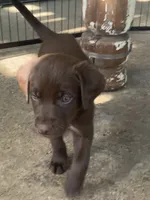 Leto, a male Labrador Retriever for sale in Spencer, MA – 3 of 8