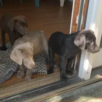Irulan, a female Labrador Retriever for sale in Spencer, MA – 8 of 10