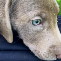 Sheeana, a female Labrador Retriever for sale in Spencer, MA – 5 of 10
