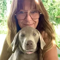 Irulan, a female Labrador Retriever for sale in Spencer, MA – 2 of 10