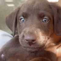 Chani, a female Labrador Retriever for sale in Spencer, MA – 1 of 10