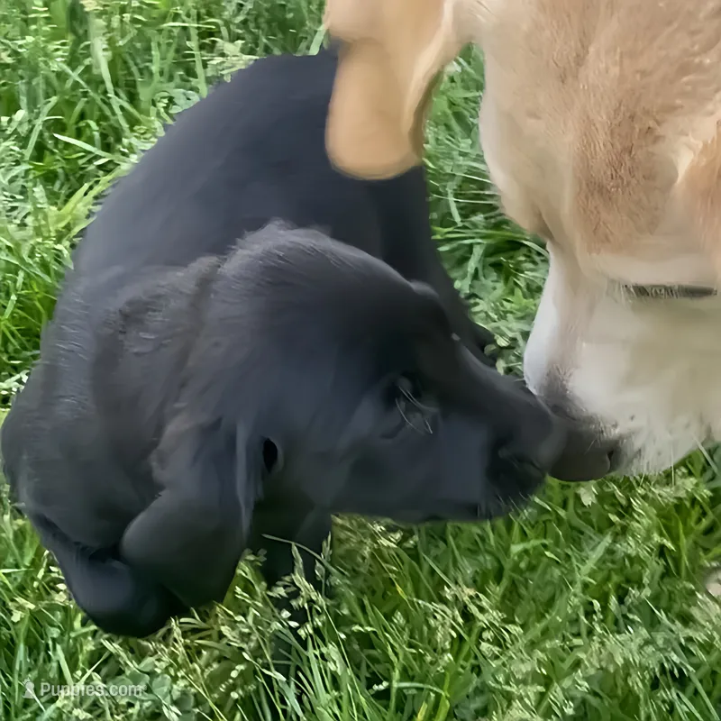 Nayla – Labrador Retriever puppy for sale in Spencer, MA