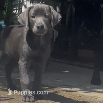 Alia – Labrador Retriever puppy for sale in Spencer, MA