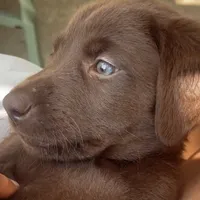 Chani, a female Labrador Retriever for sale in Spencer, MA – 4 of 10