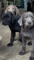 Lucilla, a female Labrador Retriever for sale in Spencer, MA – 9 of 9