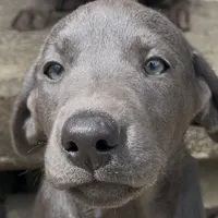 Irulan, a female Labrador Retriever for sale in Spencer, MA – 4 of 10